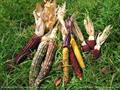 zea mays